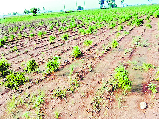 పల్నాడు4