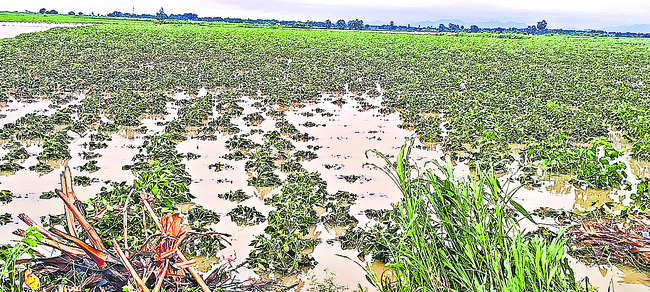 పల్నాడు1