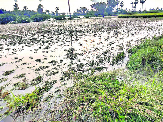 మోంథా బీభత్సం ● నేలవాలిన వరి, మొక్కజొన్న ● కల్లంలో నీళ్3
