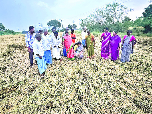 ‘మోంథా’తో 19,128   ఎకరాల్లో పంట నష్టం1