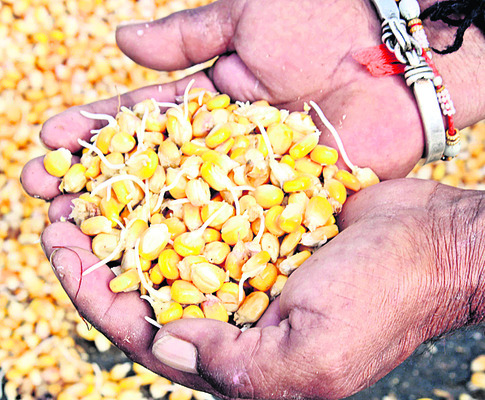 మోంథా విధ్వంసం2