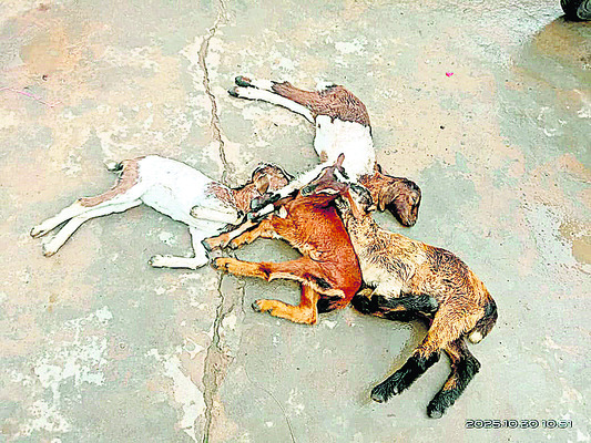 విద్యుత్షాక్తో రెండు ఆవుల మృతి1