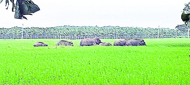 దత్తివలసలో ఏనుగుల గుంపు 2