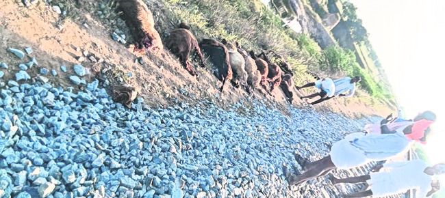 గూడ్స్ రైలు ఢీకొట్టి 18 గొర్రెలు మృత్యువాత  
1