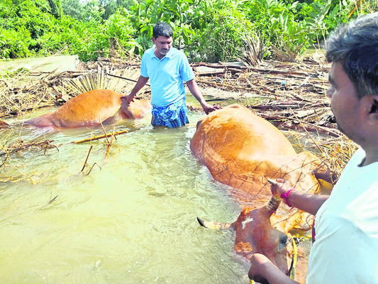 మోంథా బీభత్సం ● నేలవాలిన వరి, మొక్కజొన్న ● కల్లంలో నీళ్1