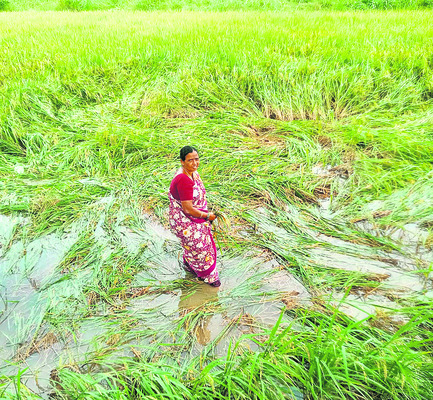 వరికి నష్టం.. పత్తి కష్టం8