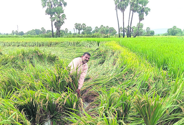వరికి నష్టం.. పత్తి కష్టం12