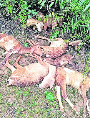 ముంచిన మోంథా..2