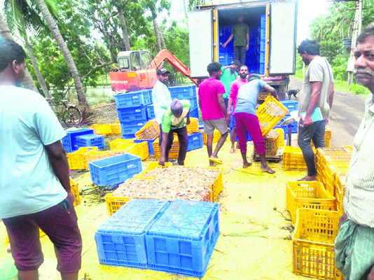 మోంథాతో ఆక్వాకు అపార నష్టం 1