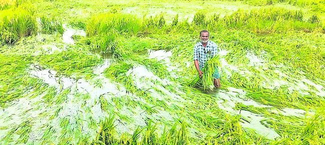 వరికి నష్టం.. పత్తి కష్టం1