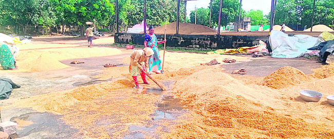 వరికి నష్టం.. పత్తి కష్టం7