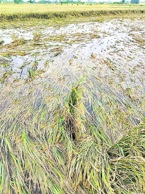 వరికి నష్టం.. పత్తి కష్టం6