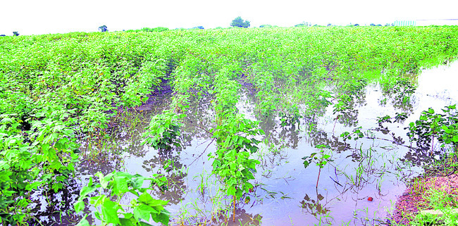 వరికి నష్టం.. పత్తి కష్టం5