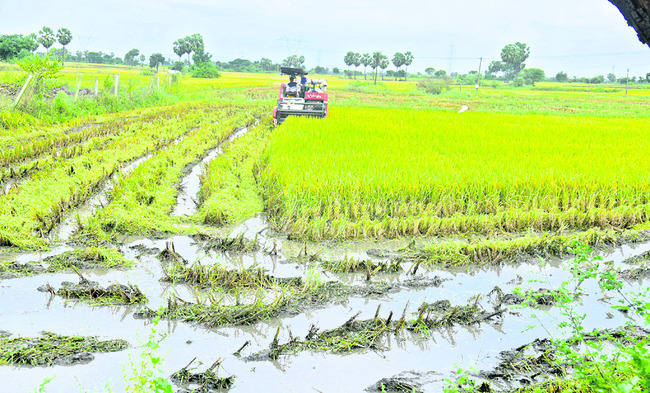 వరికి నష్టం.. పత్తి కష్టం10
