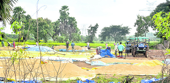 వరికి నష్టం.. పత్తి కష్టం3