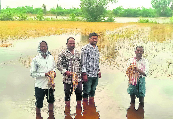 వరికి నష్టం.. పత్తి కష్టం9