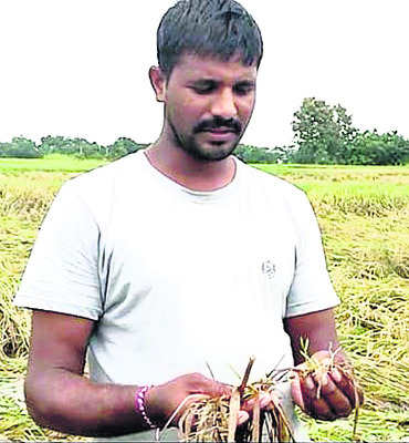 వరికి నష్టం.. పత్తి కష్టం13