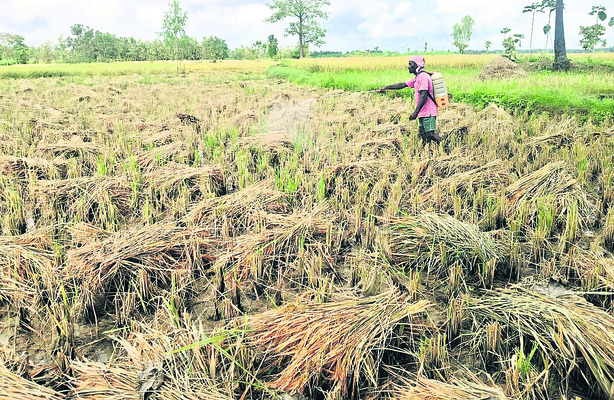 వెన్ను వంచుతున్న వాన 1