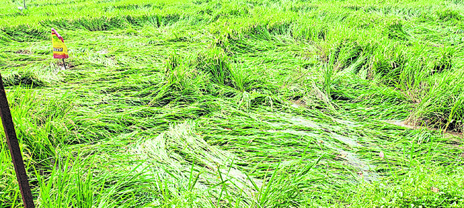 తగ్గని గోస్తనీ ఉధృతి3