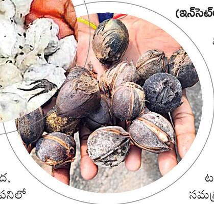 పల్నాడు5