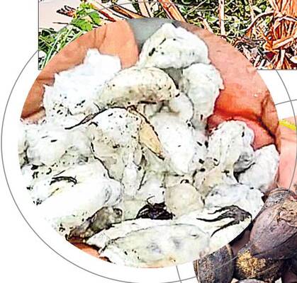 పల్నాడు3