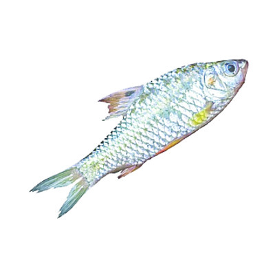 వర్షార్పణం
1