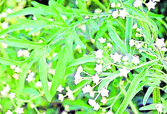వయ్యారిభామతో జాగ్రత్త3