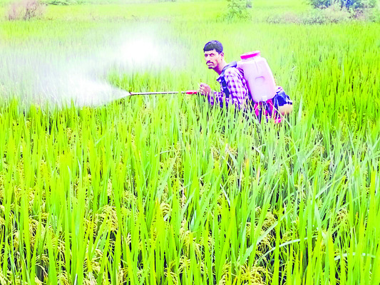వరికి తెగుళ్ల బెడద1