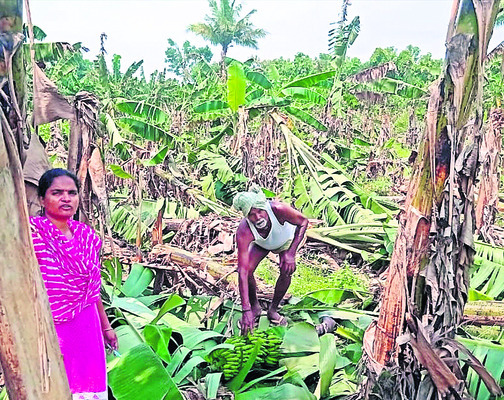 వణికించిన గాలివాన1