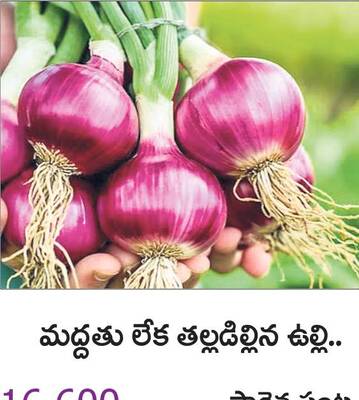 సాగు ఖర్చు
1