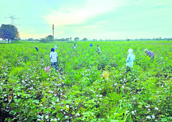 తెల్లబంగారం.. దళారులపరం! 1