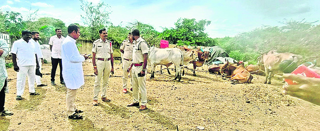 అనధికార పశువధశాలల గుట్టురట్టు1