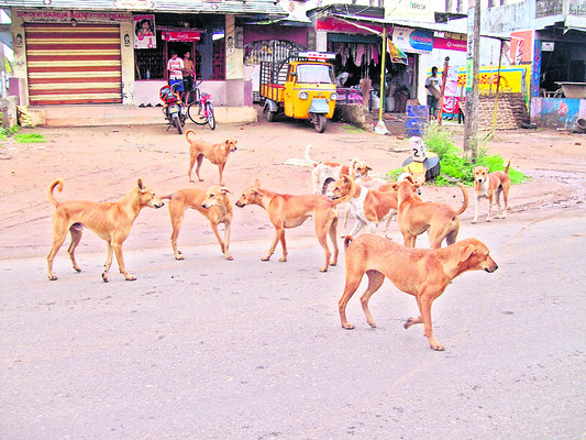 కోతులు, కుక్కలను తరిమినోళ్లకే..1