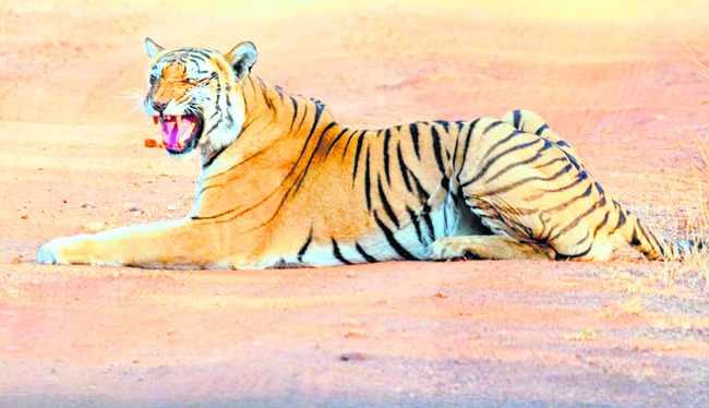 ఆవు కళేబరంలో విషం పెట్టి..1