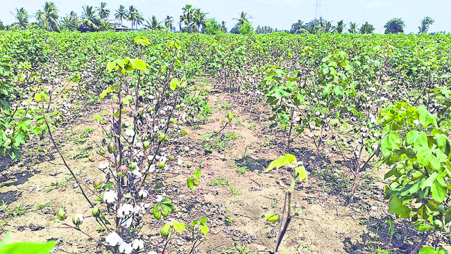 రైతుకు విపత్తి1