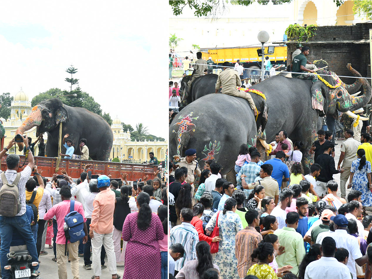 Elephants are an integral part of the Mysore Dasara Festival1