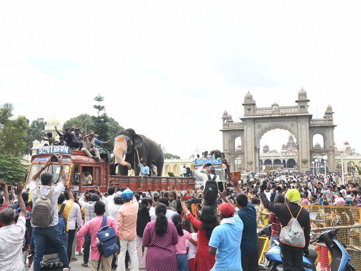 Elephants are an integral part of the Mysore Dasara Festival2