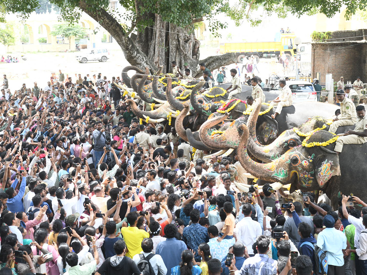 Elephants are an integral part of the Mysore Dasara Festival21
