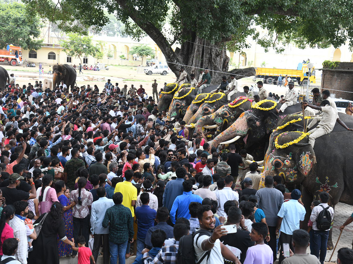 Elephants are an integral part of the Mysore Dasara Festival6
