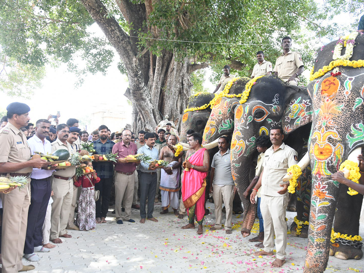 Elephants are an integral part of the Mysore Dasara Festival7