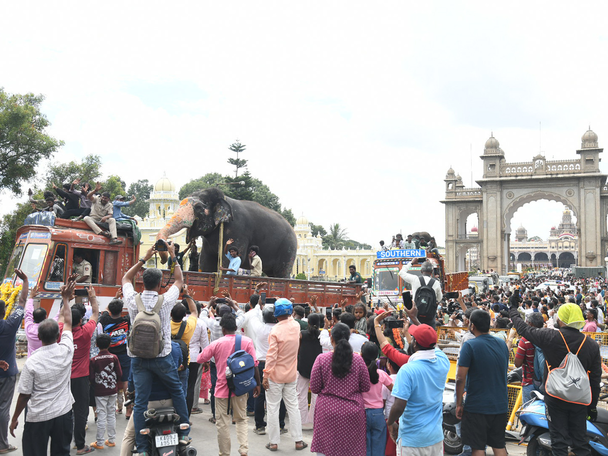 Elephants are an integral part of the Mysore Dasara Festival9