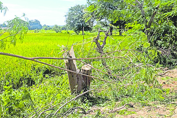 వెంకన్నకు పీహెచ్‌డీ  3