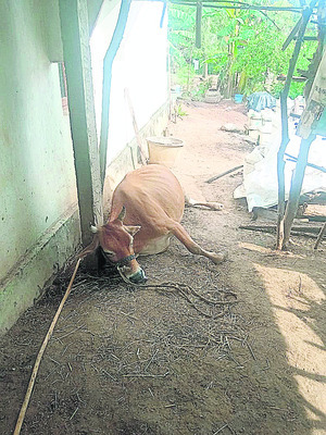 భక్తిశ్రద్ధలతో గౌరీపౌర్ణమి 1