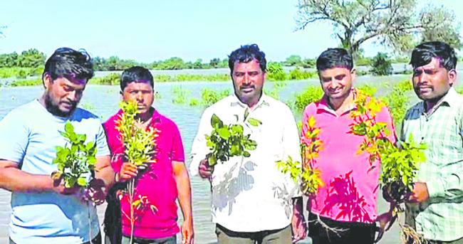 పత్తి రైతు దిగాలు!1
