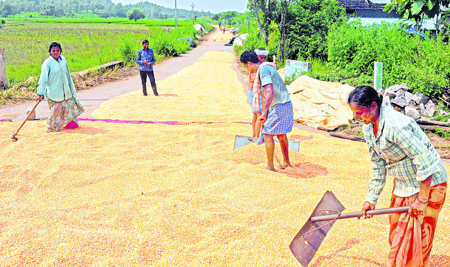 మక్కకు మద్దతేది?1