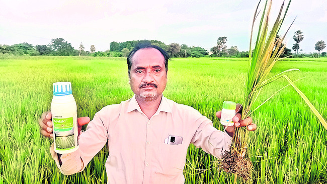 ఎర్రబారిన వరిపొలం1