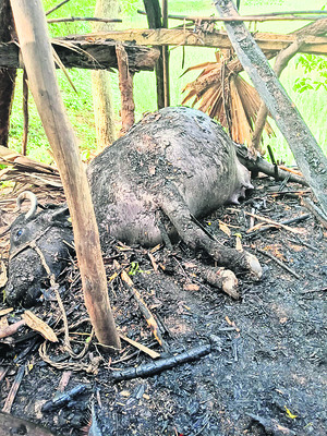 బడుగులపై పిడుగుపాటు 1