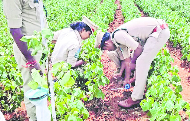 పులి పంజా1