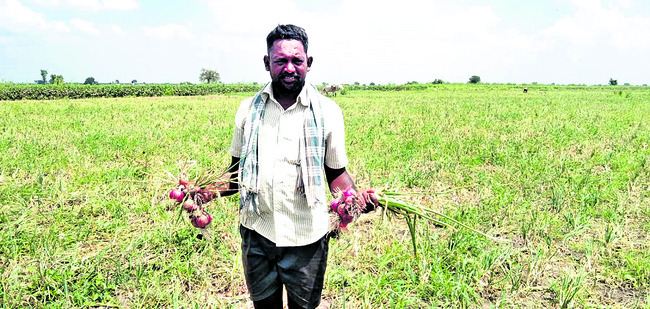బాధ దిగమింగి.. జీవాలకు మేతగా.. 1