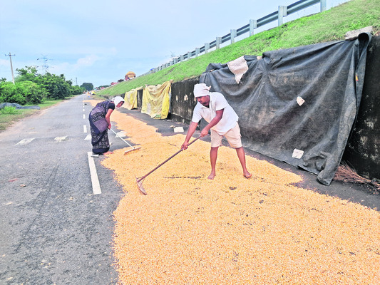 పంట దిగుబడులపై వరుణుడి ప్రతాపం1